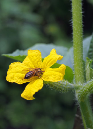 Bee on flower of cucumber on natural background