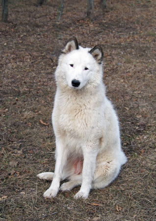 Portrait of beautiful laika dog on natural background