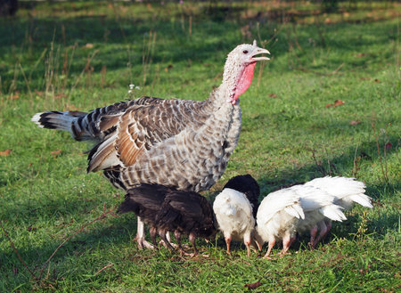 Turkey with family on a green lawnの写真素材