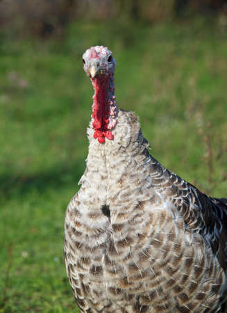 Portrait of grey turkey on natural green backgroundの写真素材