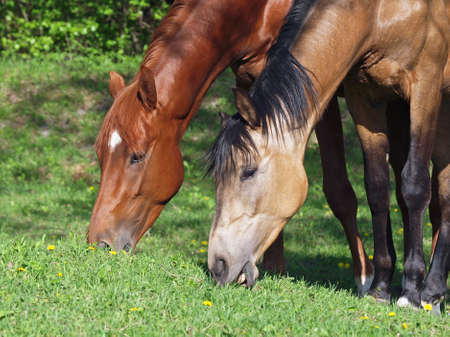Two horses eat a grass on a pastureの写真素材