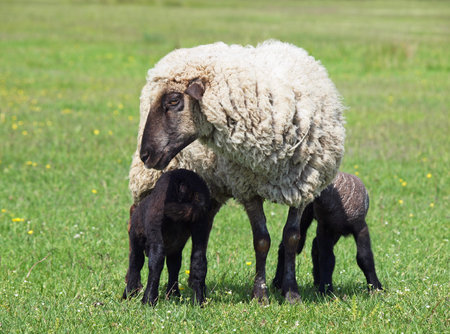 Suffolk sheep with two lambs on meadow