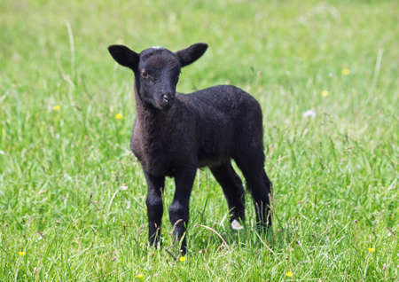 Little black suffolk sheep on a pastureの写真素材