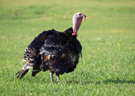 The black turkey on a spring meadowの写真素材