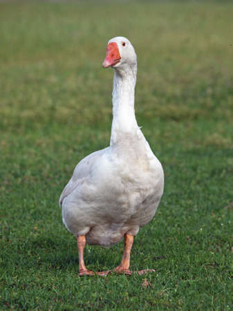 White domestic goose on natural green backgroundの写真素材