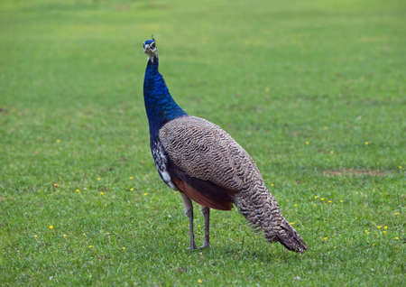 Young peacock on a green lawnの写真素材