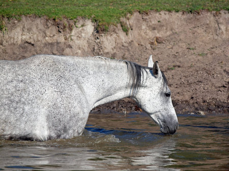 The grey horse drink water from the lakeの写真素材