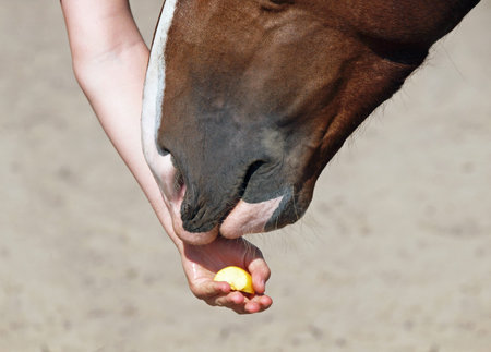 The hand of the person offers a horse an apple piece