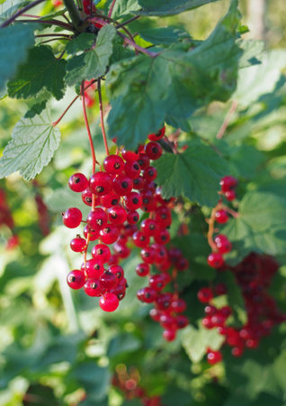 Red currant ripe berries on a branch
