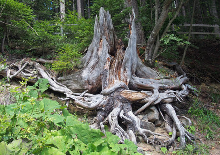 Old dry tree with beautiful twisting roots in the wood