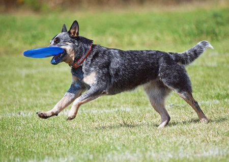 The australian heeler plays with a disk on a green lawn