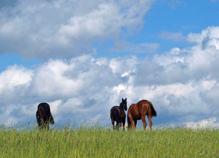 Young horses on green pasture on sky backgroundの写真素材
