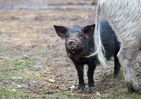 Piglet and Mangalitsa sow