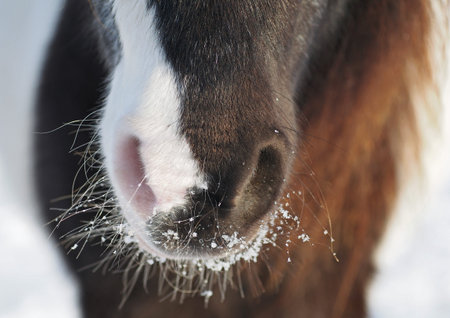 Nose of a skewbald pony in winter weatherの写真素材