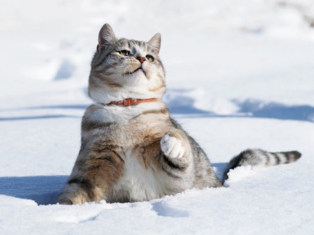 Beautiful tabby cat in snowの写真素材
