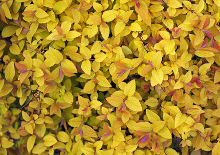 Beautiful background from yellow leaves