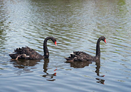 Two black swan swimming in a pondの写真素材