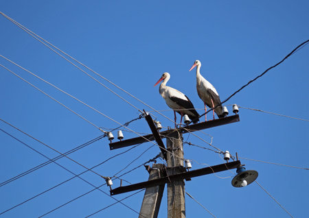 Two storks sit on a column with electric wiresの写真素材