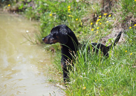 The young female of breed the Slovakian hound
