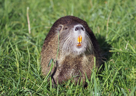 A coypu, Nutria feeding on grassの写真素材