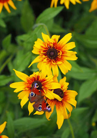 European Peacock butterfly on brightly yellow flowersの写真素材