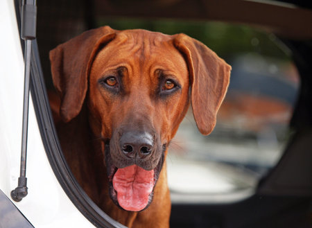 Rhodesian Ridgeback dog in the carの写真素材