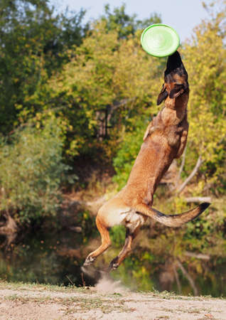 TThe young dog Belgian Malinois catches a disk in a jumpの写真素材