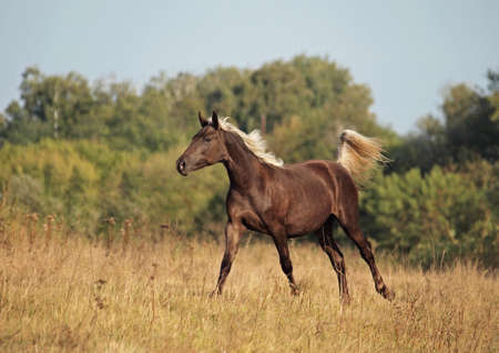 The young horse of silvery-black color galloping on a meadowの写真素材