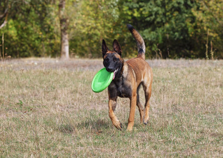 The dog Belgian Malinois dog brings a disk on command