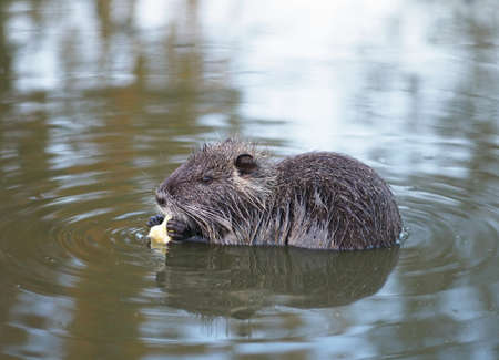 The funny little nutria eats apple in waterの写真素材