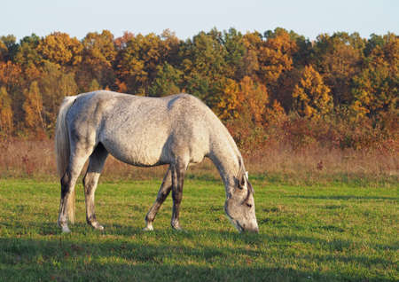 The gray mare of warmblood breed is grazed on an autumn pastureの写真素材