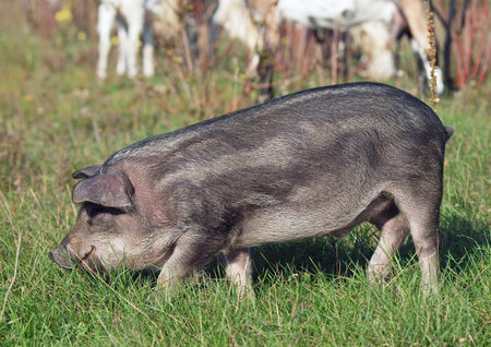 Striped pigs of the wild color on a free pasture in the habitat