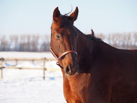 Portrait of a beautiful dark-chestnut horse on a winter backgroundの写真素材