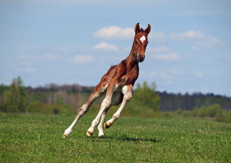 The galloping bay foal on a green meadowの写真素材
