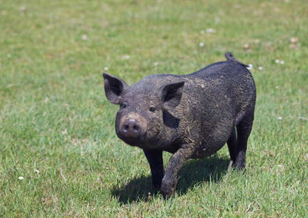 Black Vietnamese pig on a green grassの写真素材