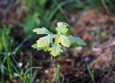 The tiny oaklet age is less than 1 year in morning light