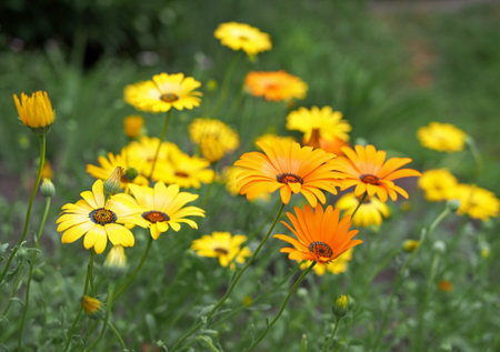 Glade of bright yellow and orange flowers