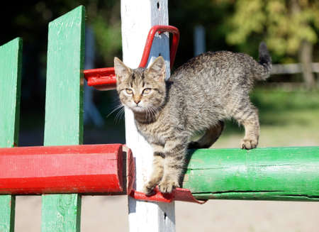 Portrait of the gray tabby kitten on a equestrian barrier on the arenaの写真素材