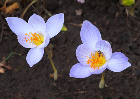 Beautiful autumn crocuses on natural backgroundの写真素材