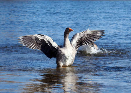 Domestic gray goose waves wings amid water surfaceの写真素材