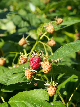Ripening raspberries against the background of green foliage in the garden