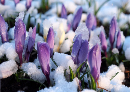 Crocus buds under snow in early spring