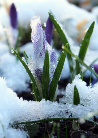 Crocus buds under snow in early springの写真素材