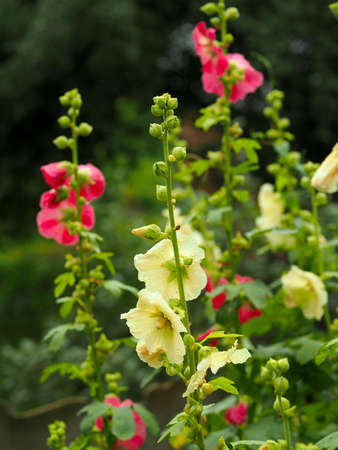 Several blooms of different colorsの写真素材