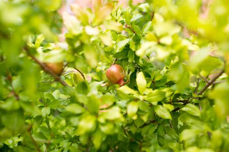 Green pomegranate on tree, close up viewの写真素材