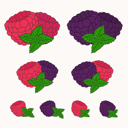 Set of berries. illustrations of blackberry and raspberry.のイラスト素材