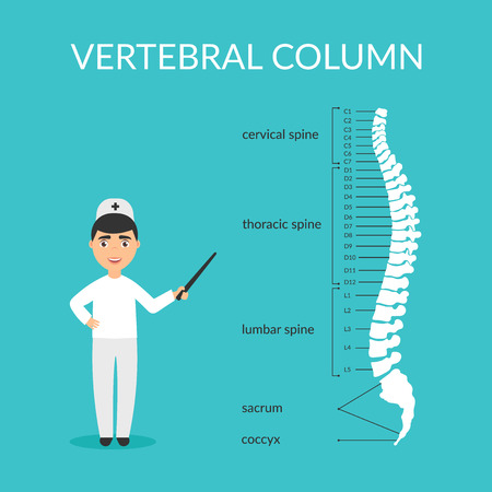 Vector diagram. Spine segments.Vertebral column. Medical doctor male explains and shows. Flat design.のイラスト素材