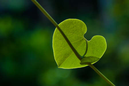  Heart shape green leafの写真素材