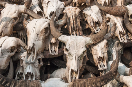 Pile of Buffalo skullsの写真素材
