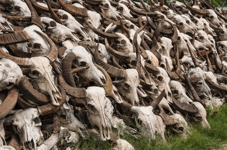 Pile of Buffalo skullsの写真素材